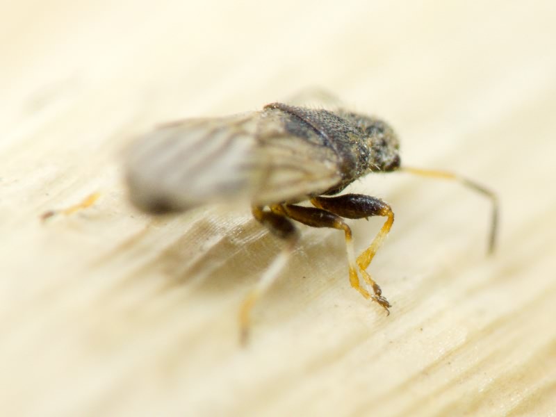 Microplax interrupta (Fieber, 1837)